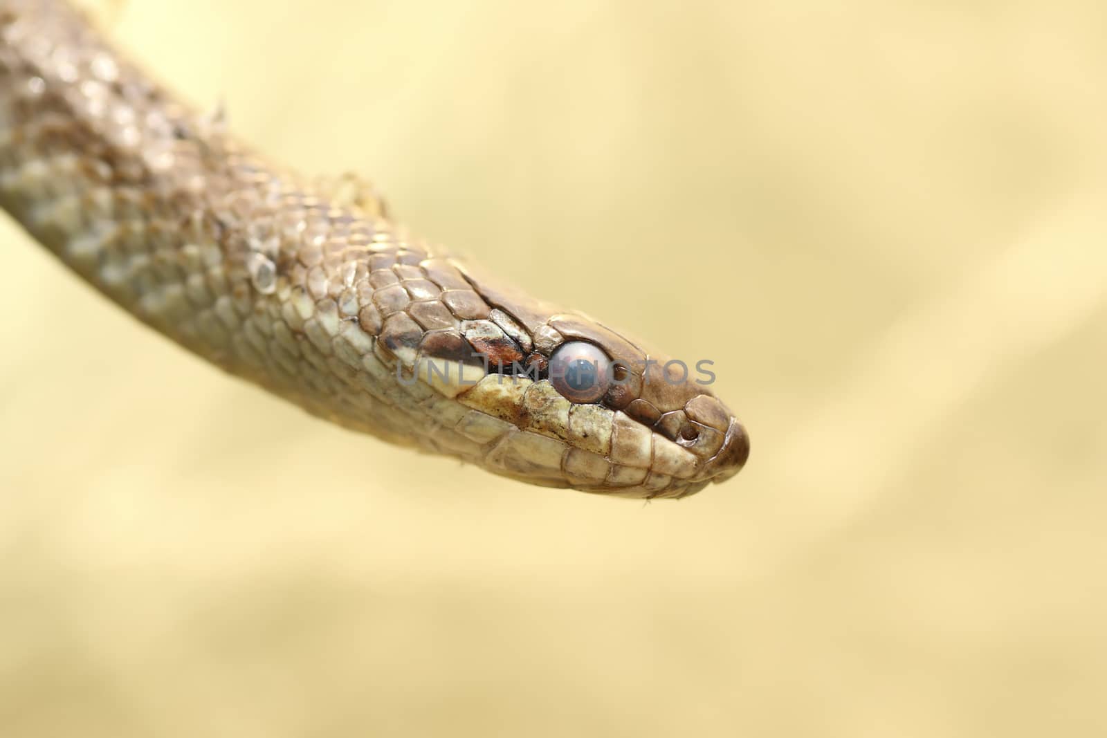 portrait of a smooth snake  ( Coronella austriaca )