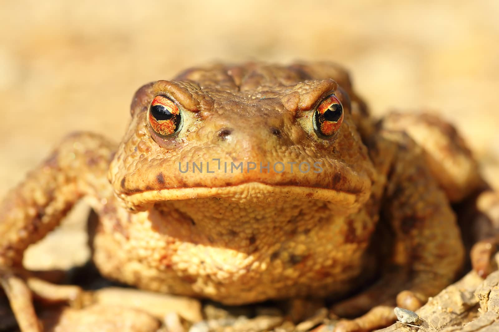 portrait of curious funny brown common toad looking towards the camera ( Bufo )