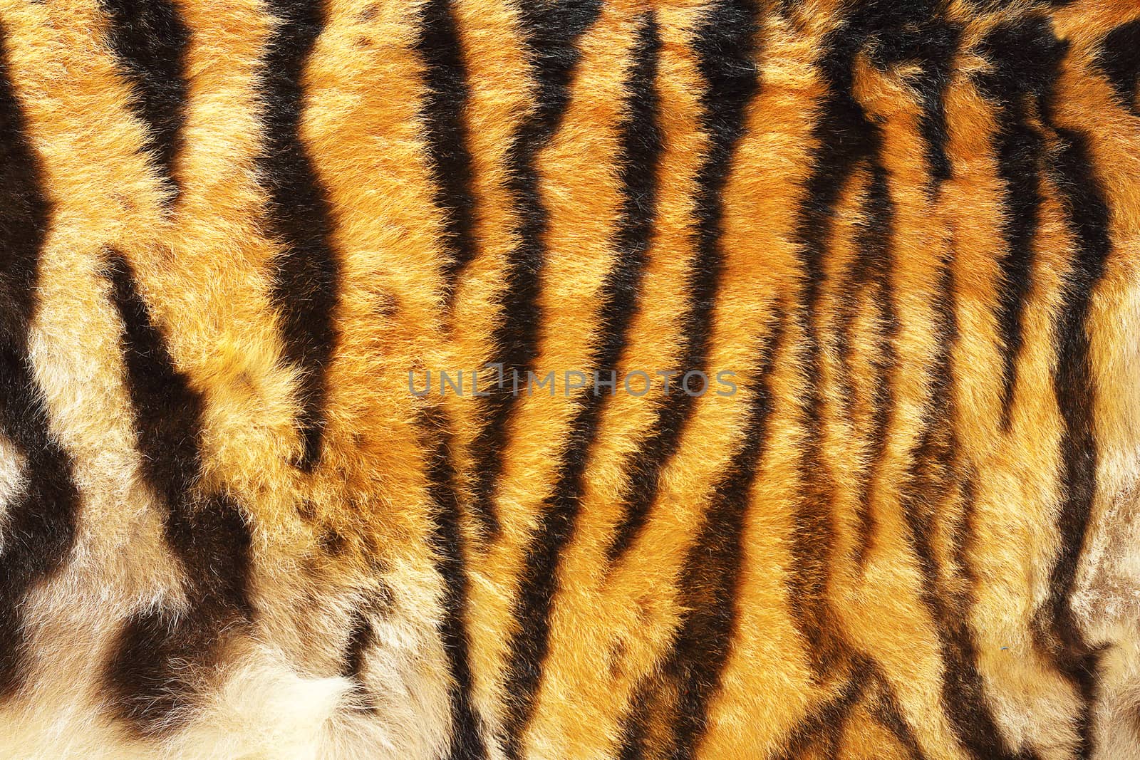 pattern of siberian tiger, texture of real leather
