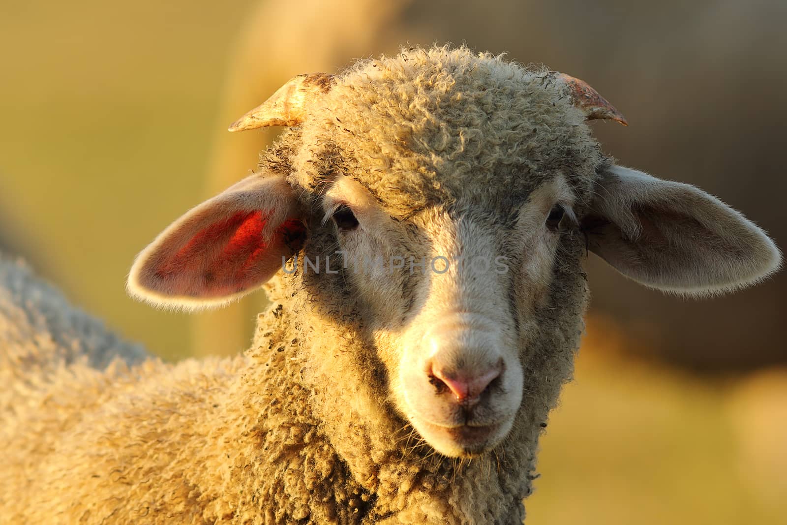 portrait of cute curious lamb looking at the camera