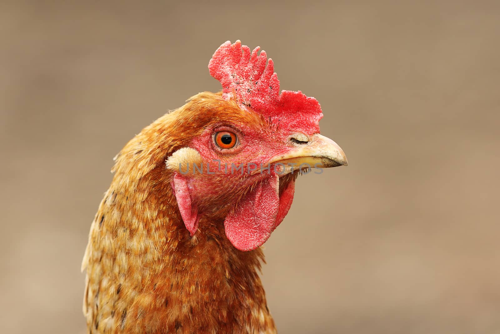 portrait of brown domestic hen over out of focus background