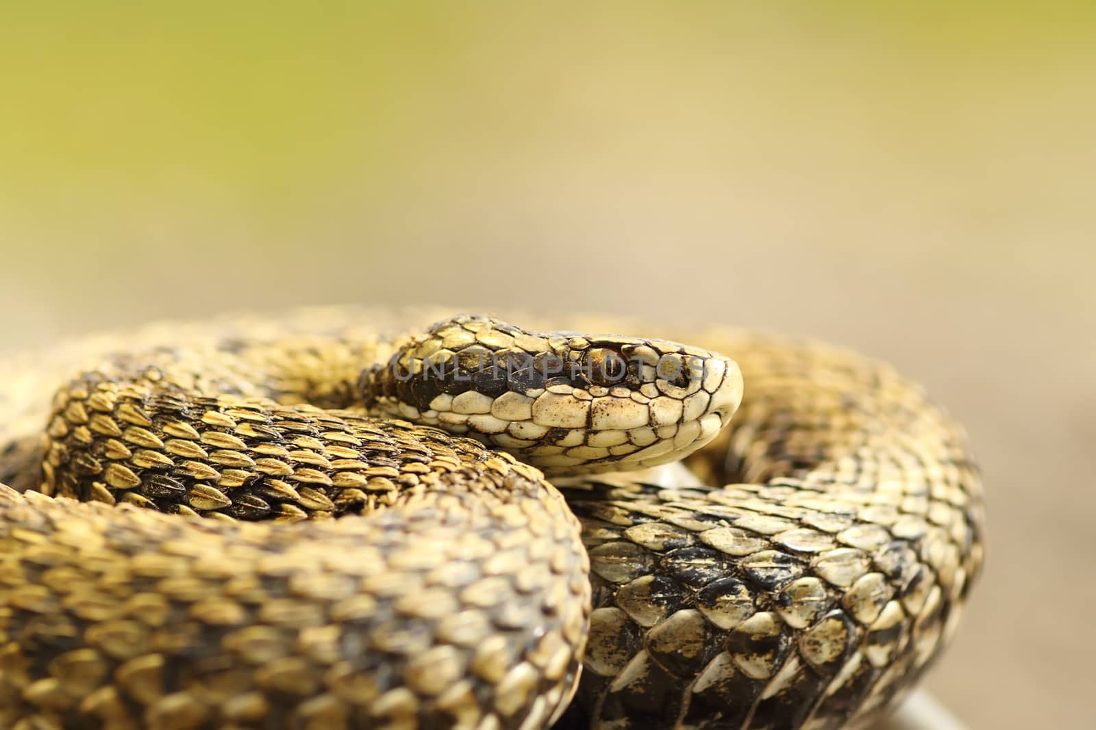 portrait of female meadow adder basking by taviphoto