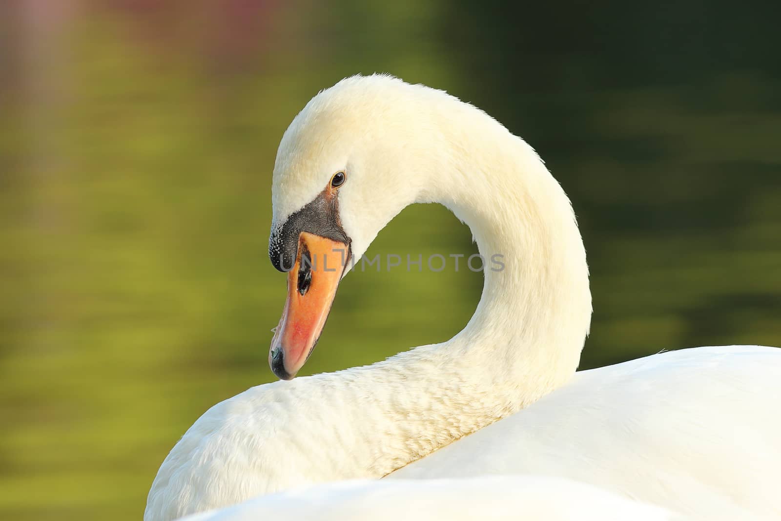 portrait of graceful white swan ( Cygnus olor )