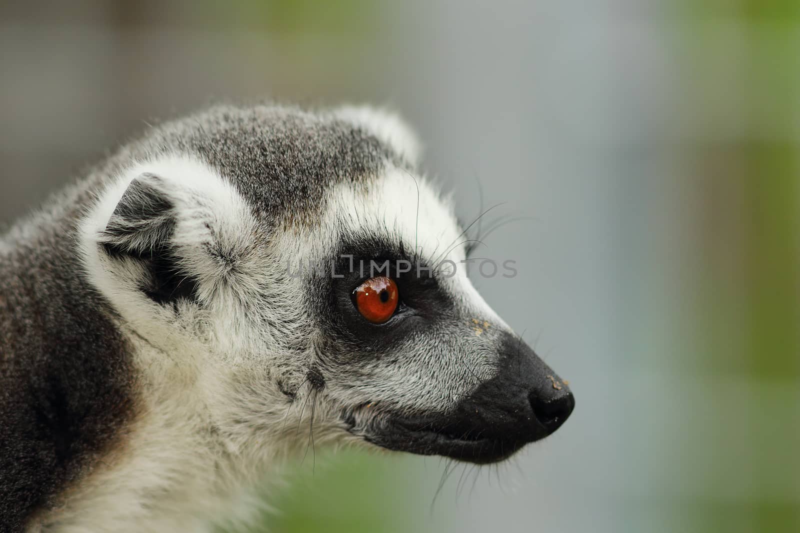 portrait of a cute ring tailed lemur cata