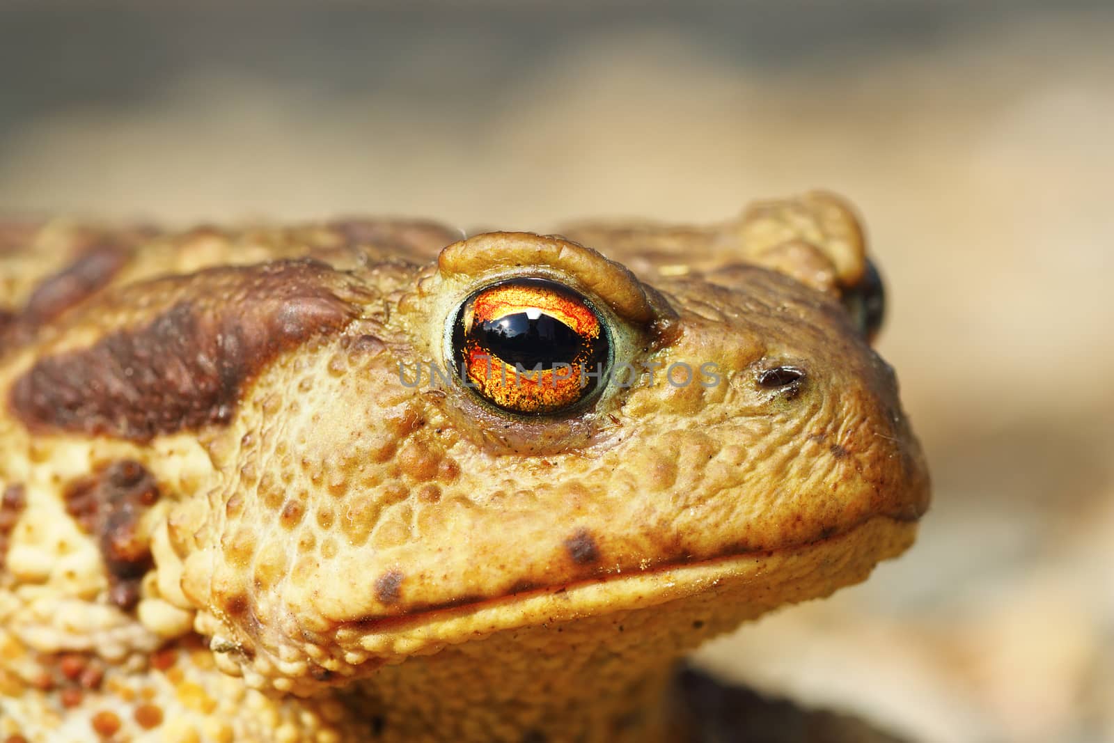 portrait of ugly common brown toad by taviphoto