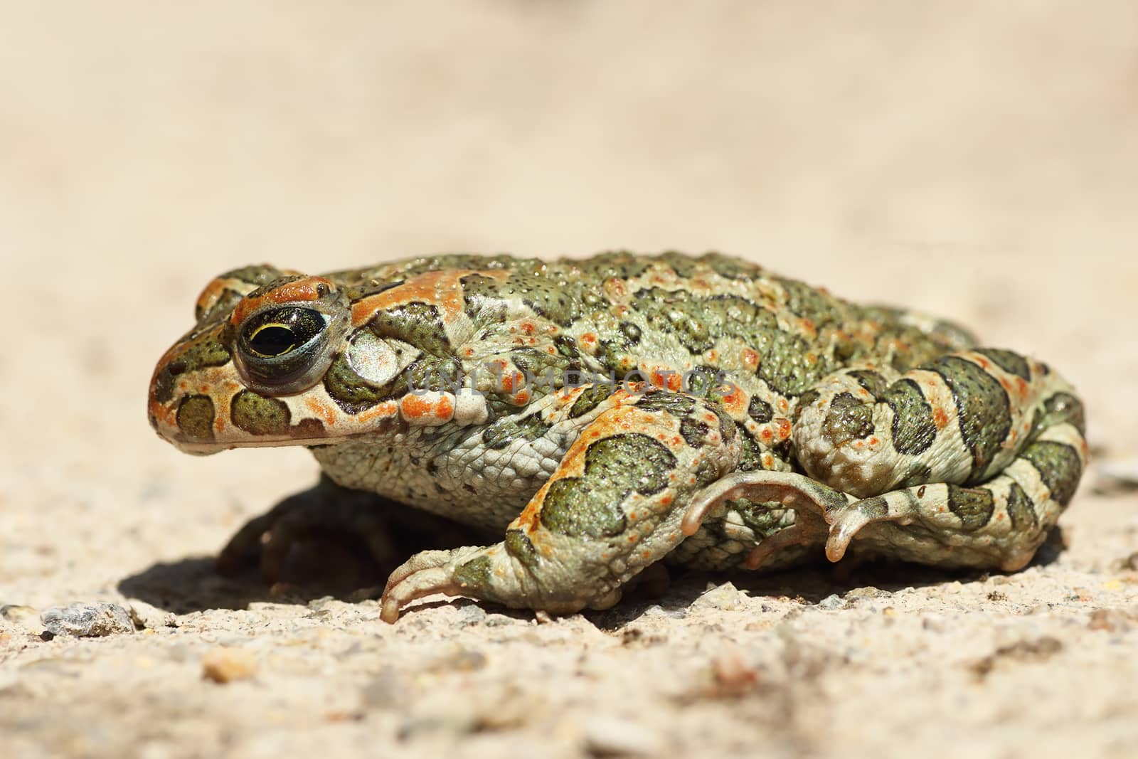 profile image of european common green toad ( Bufotes viridis )