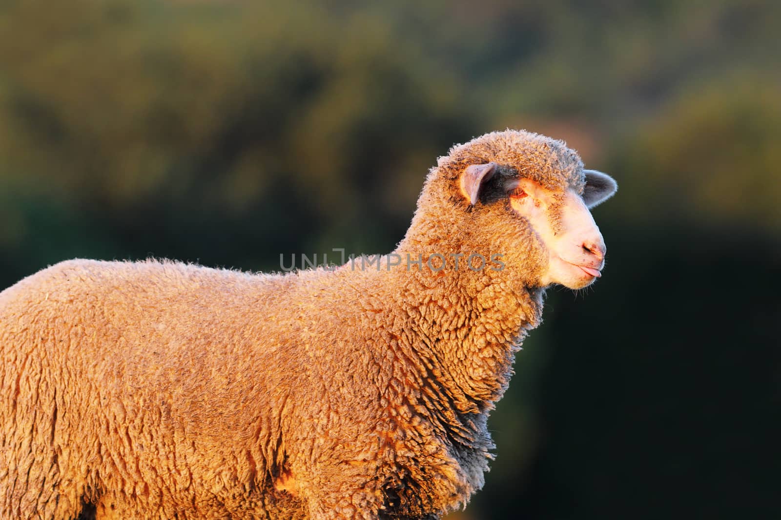 portrait of white fluffy lamb over out of focus background