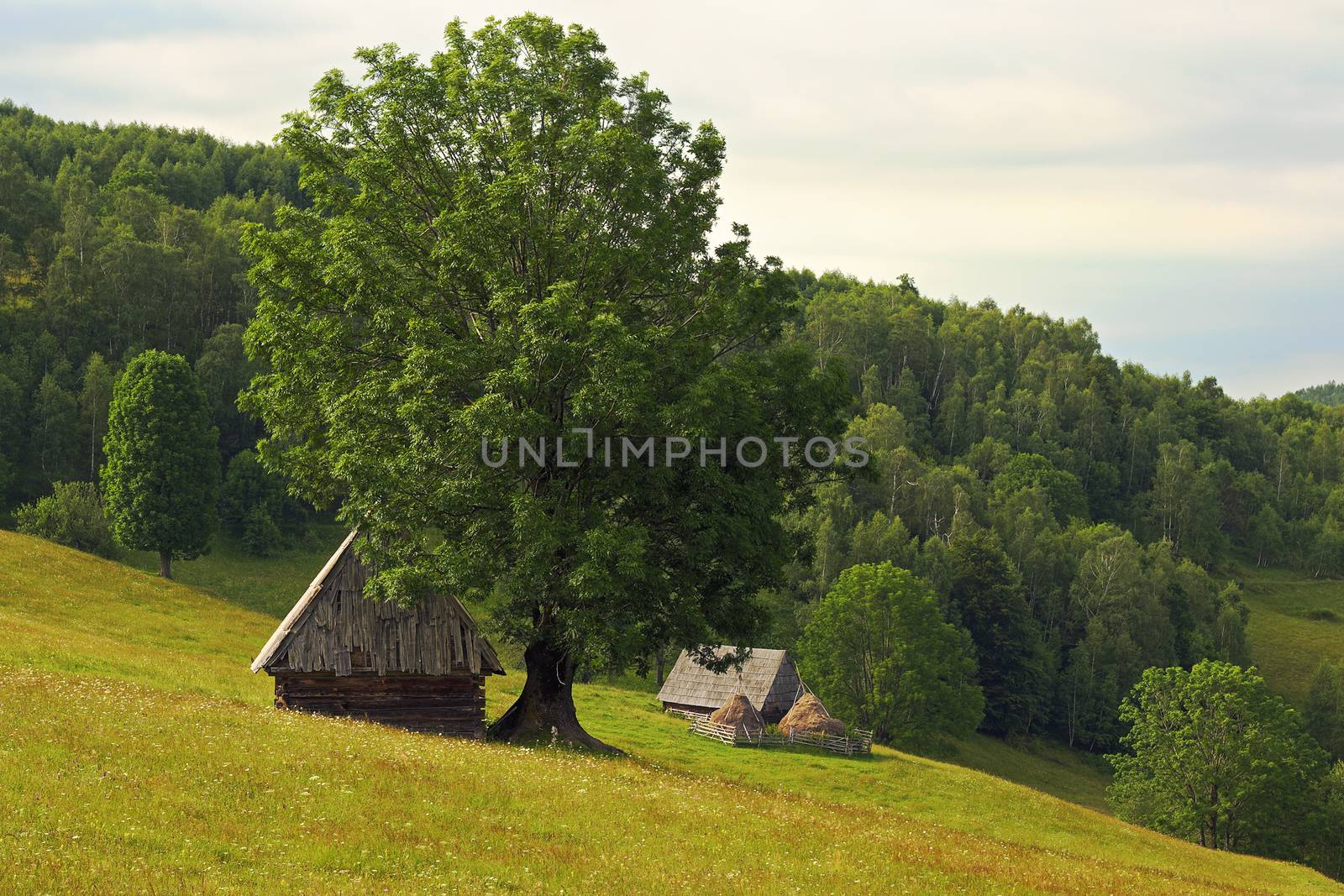 romanian mountain meadow with seasonal stalls for cattle; the people are going in the mountains with their livestock for summer season