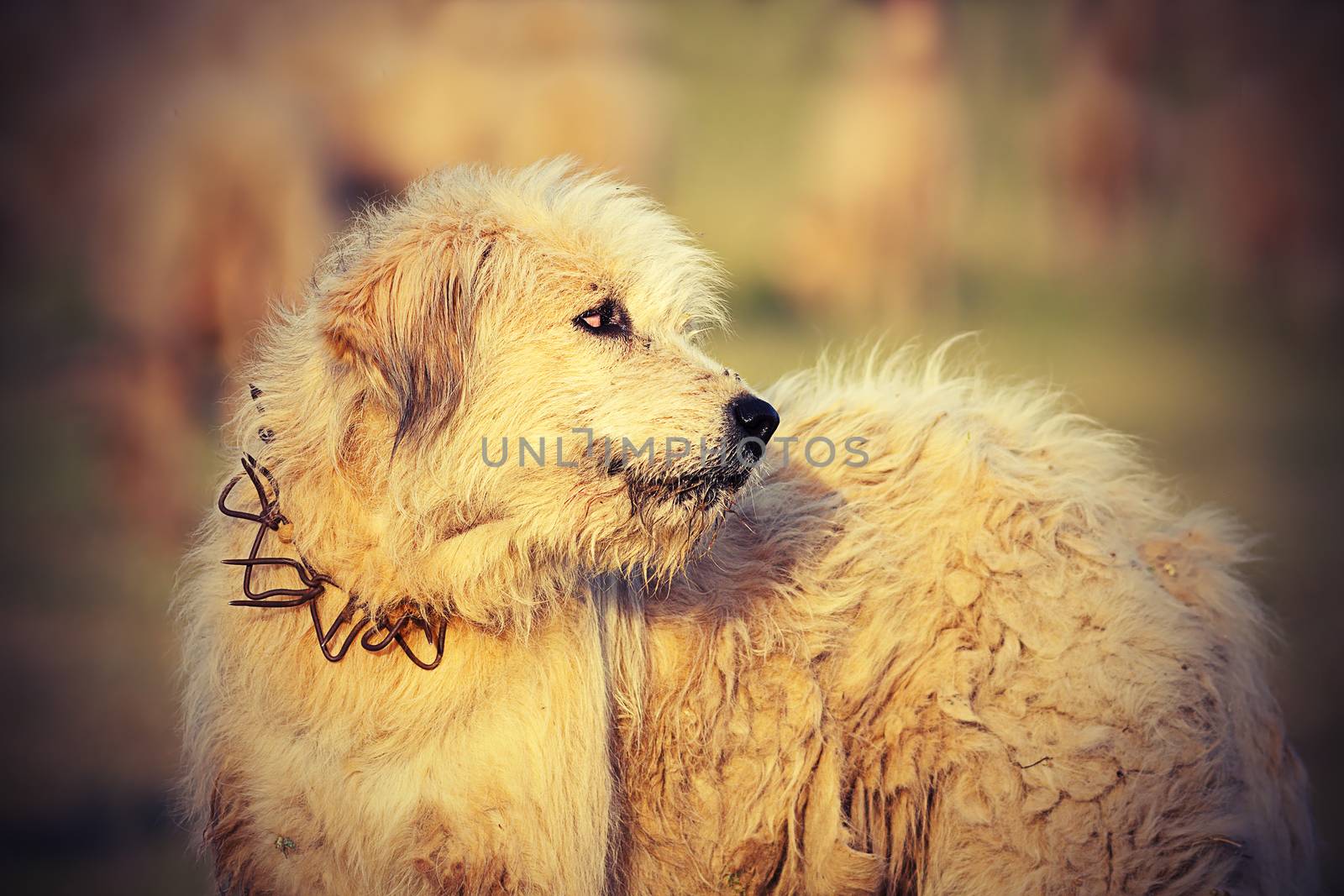 white romanian sheep hound close up, image taken near the traditional farm; these dogs fight with bears and wolves to protect the herd