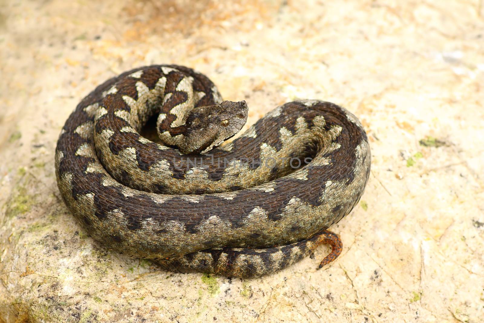 sand viper basking on a rock ( Vipera ammodytes, the most poisonous european snake )