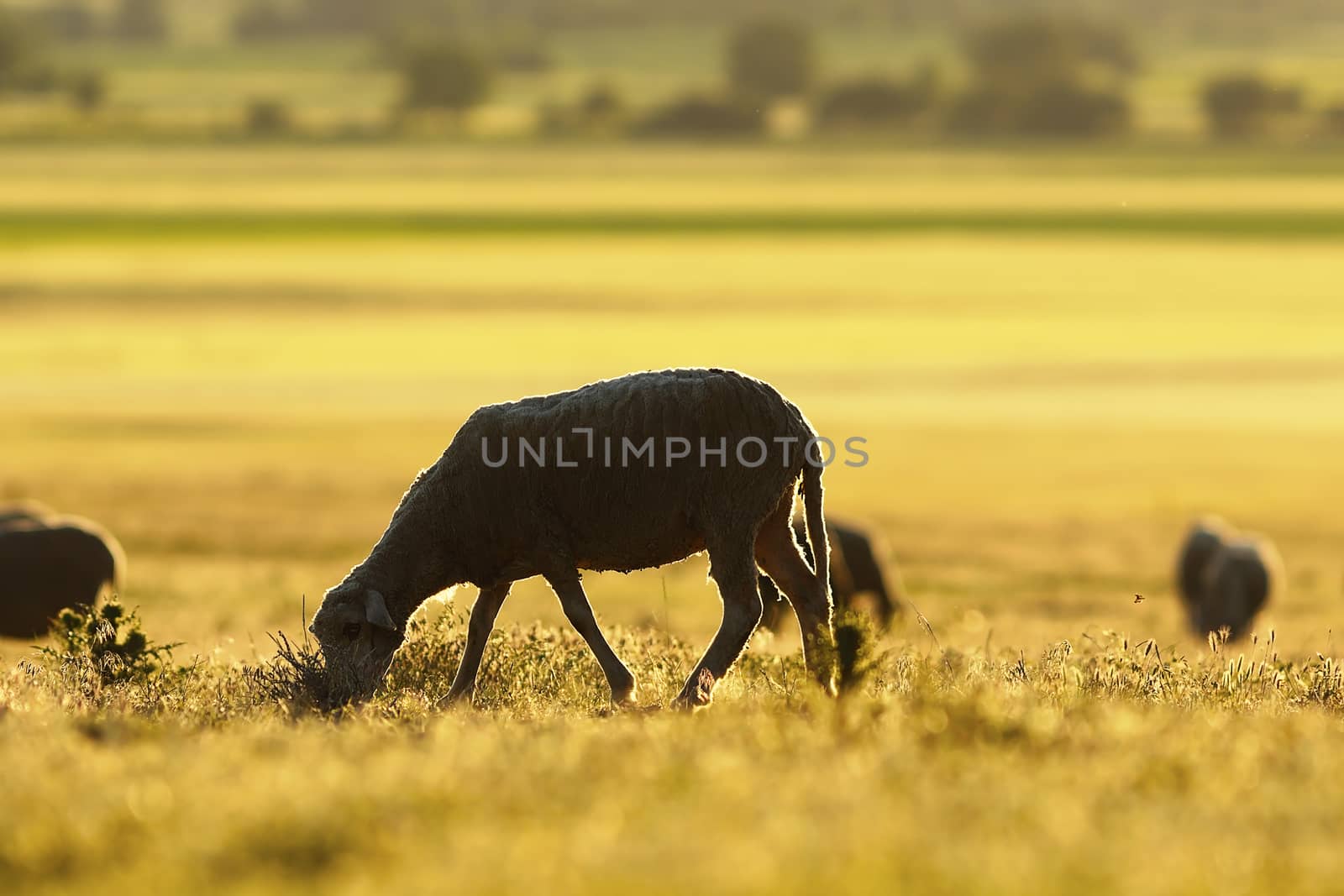 sheep grazing in morning light, orange sunrise on natural meadow