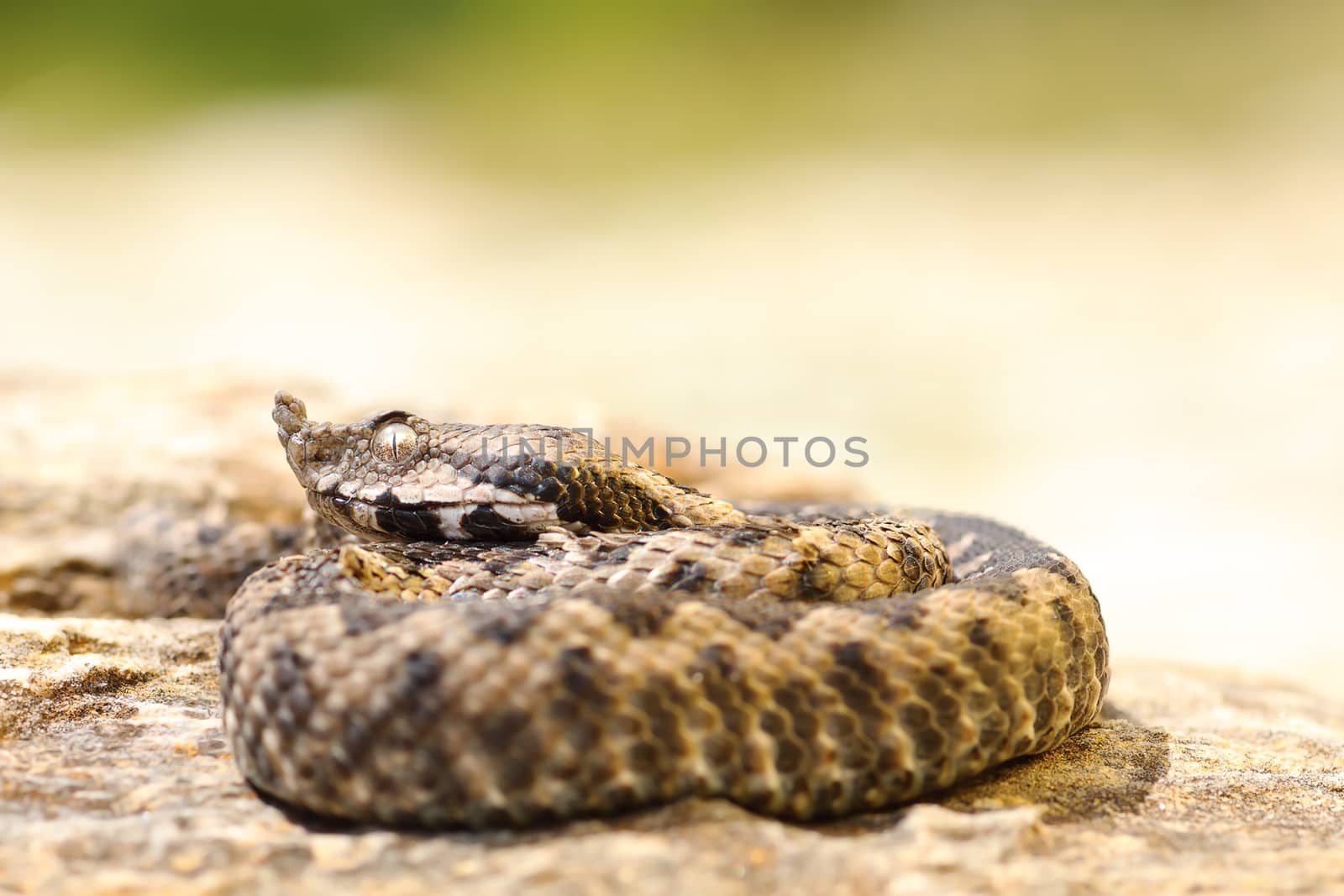 small Vipera ammodytes on a stone by taviphoto