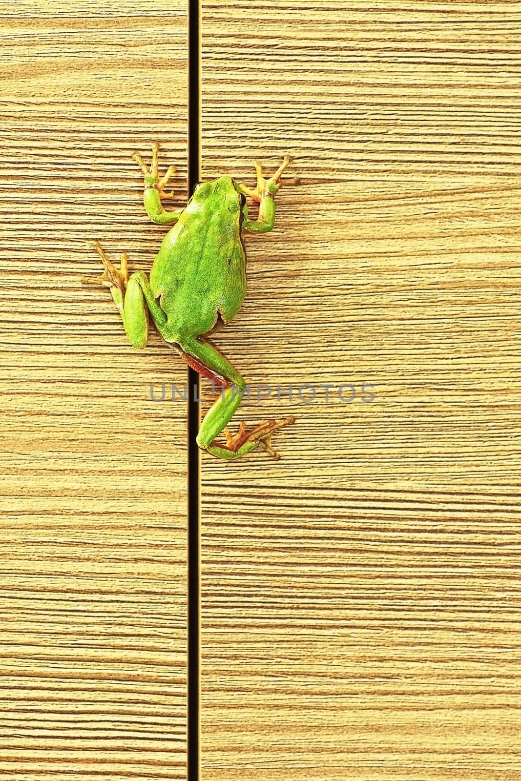 european green tree frog climbing on furniture ( Hyla arborea ); this cute frogs are common in the gardens so they enter the houses sometimes