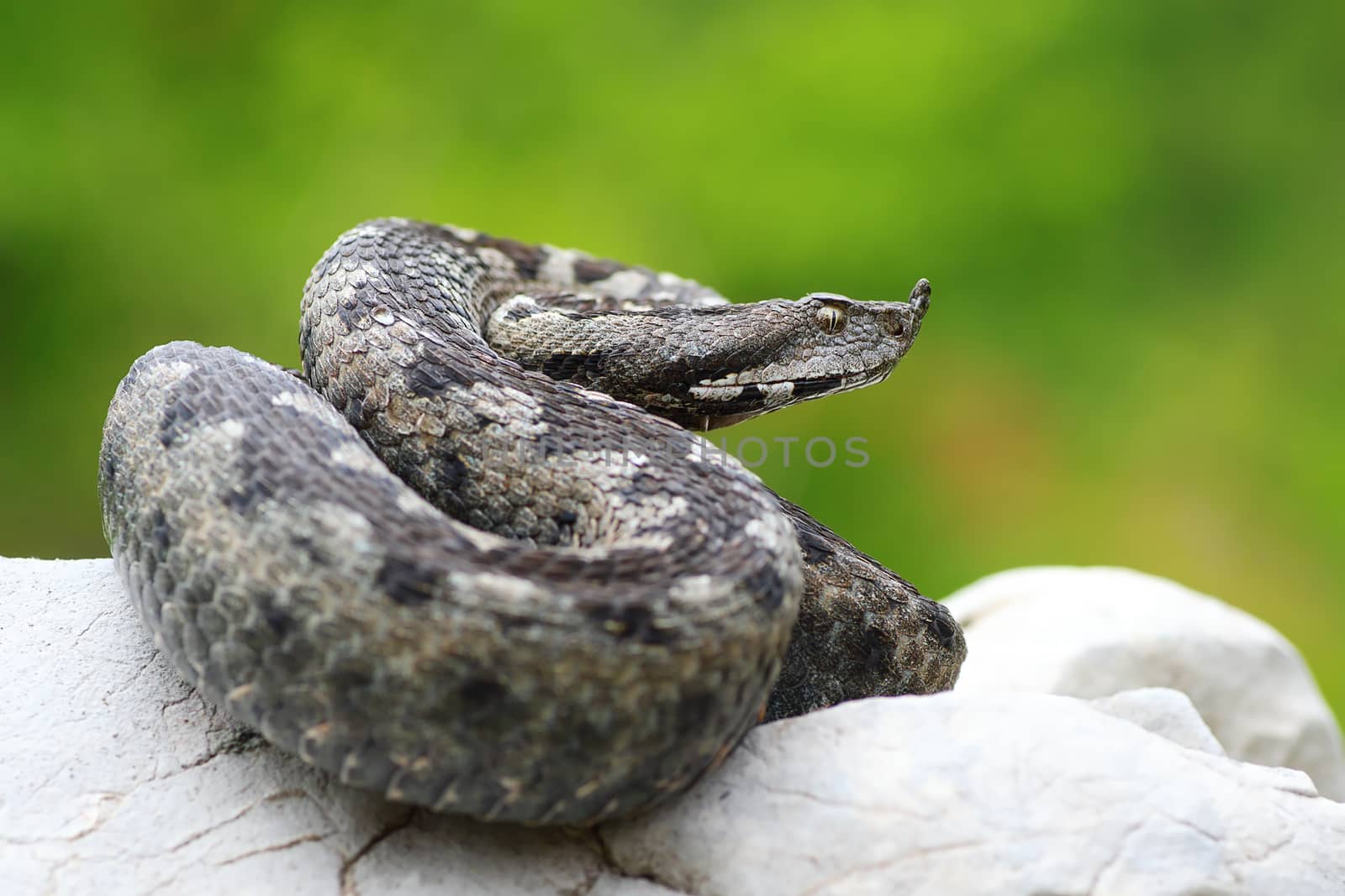 VIpera ammodytes basking on a rock ( long nosed viper, the most dangerous widespread european snake )