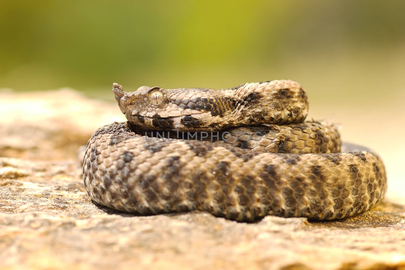young viper basking on stone by taviphoto