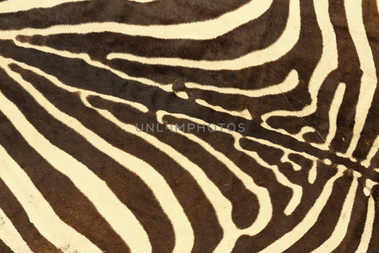 abstract texture of zebra fur by taviphoto