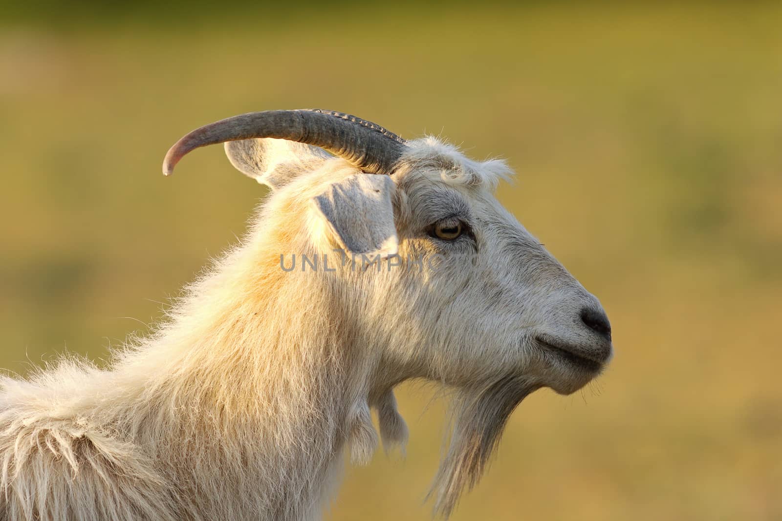 bearded white goat over green out of focus background