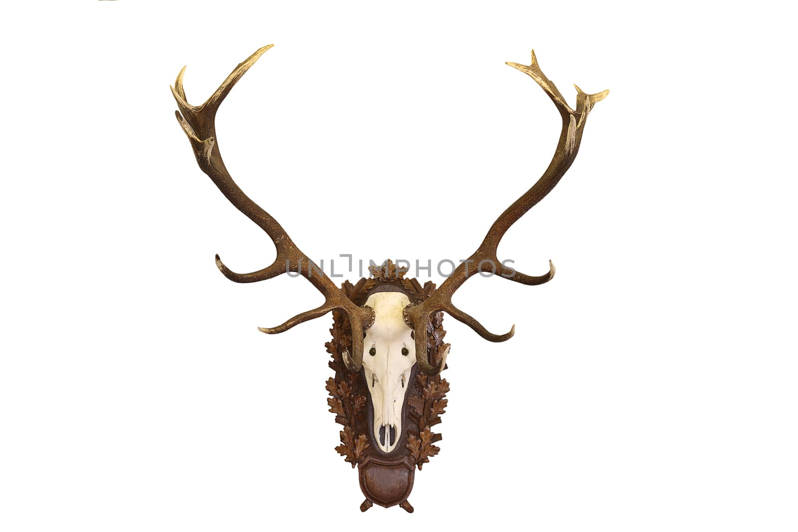 beautiful Cervus elaphus ( red deer buck ) hunting trophy isolated on white background