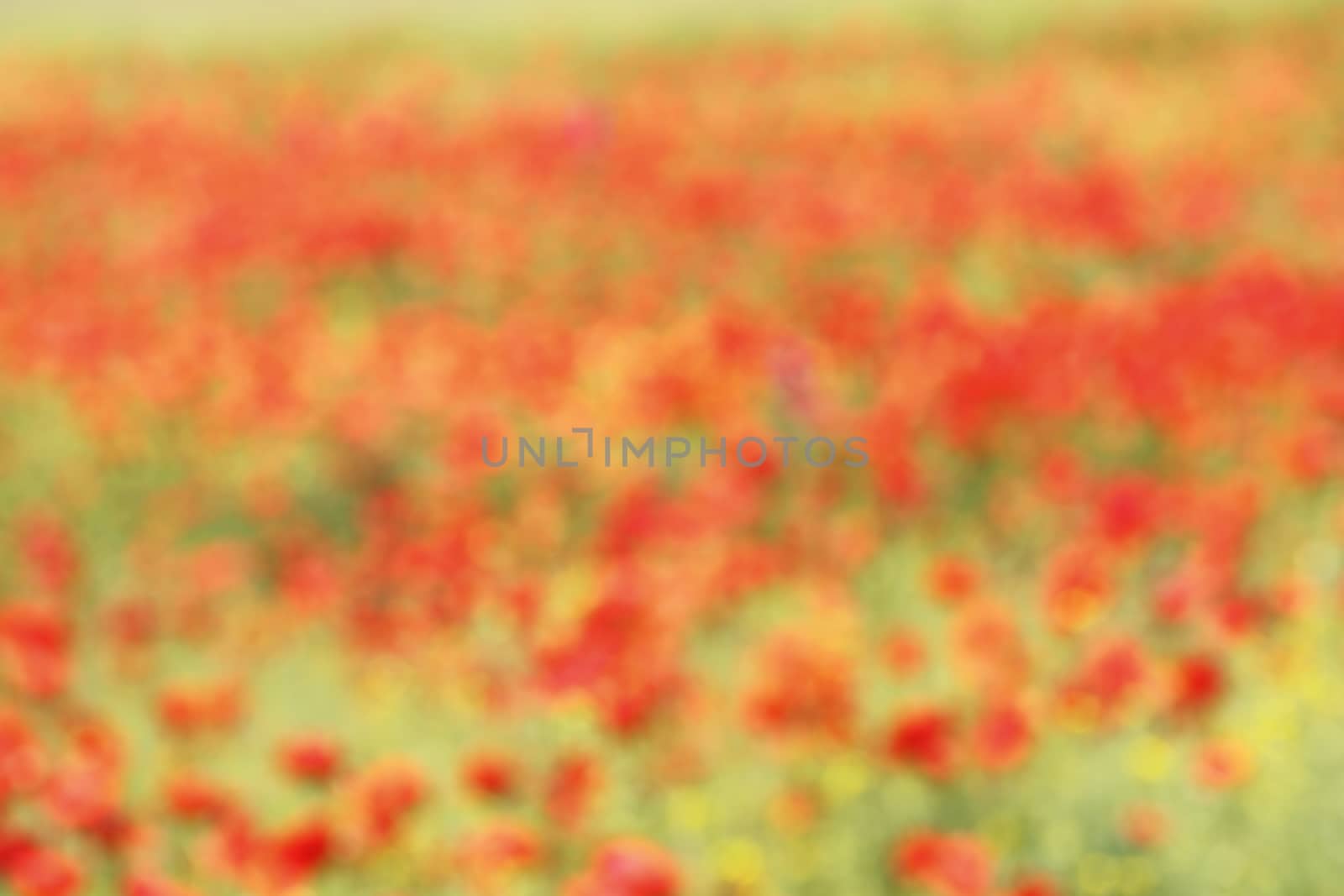 beautiful out of focus background with wild poppies by taviphoto