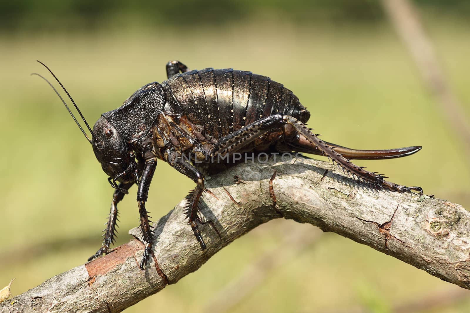 big bellied cricket standing on a twig ( Bradiphorus Dasiphus )