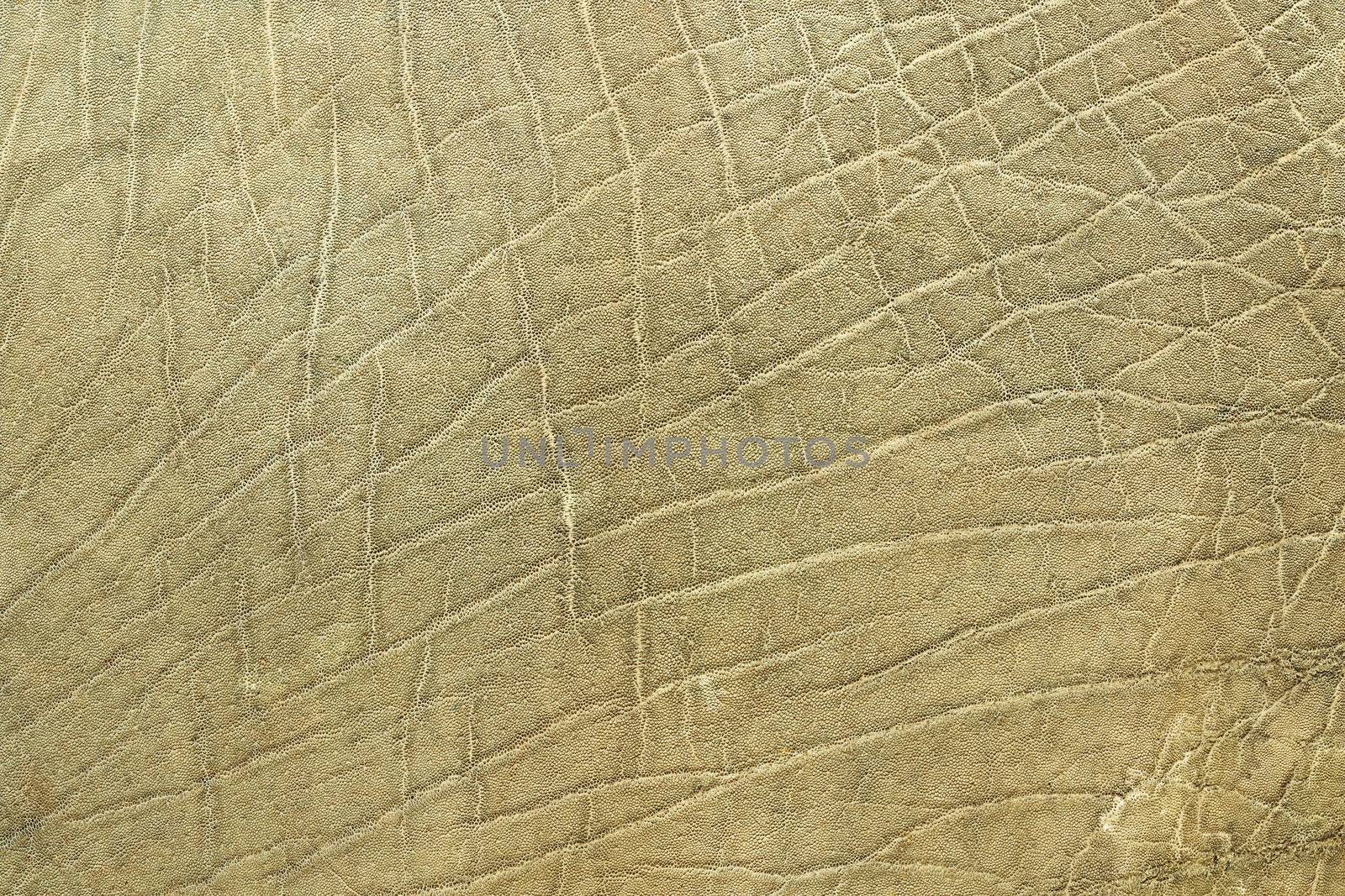 closeup of african elephant skin, texture of real leather ( Loxodonta adaurora )