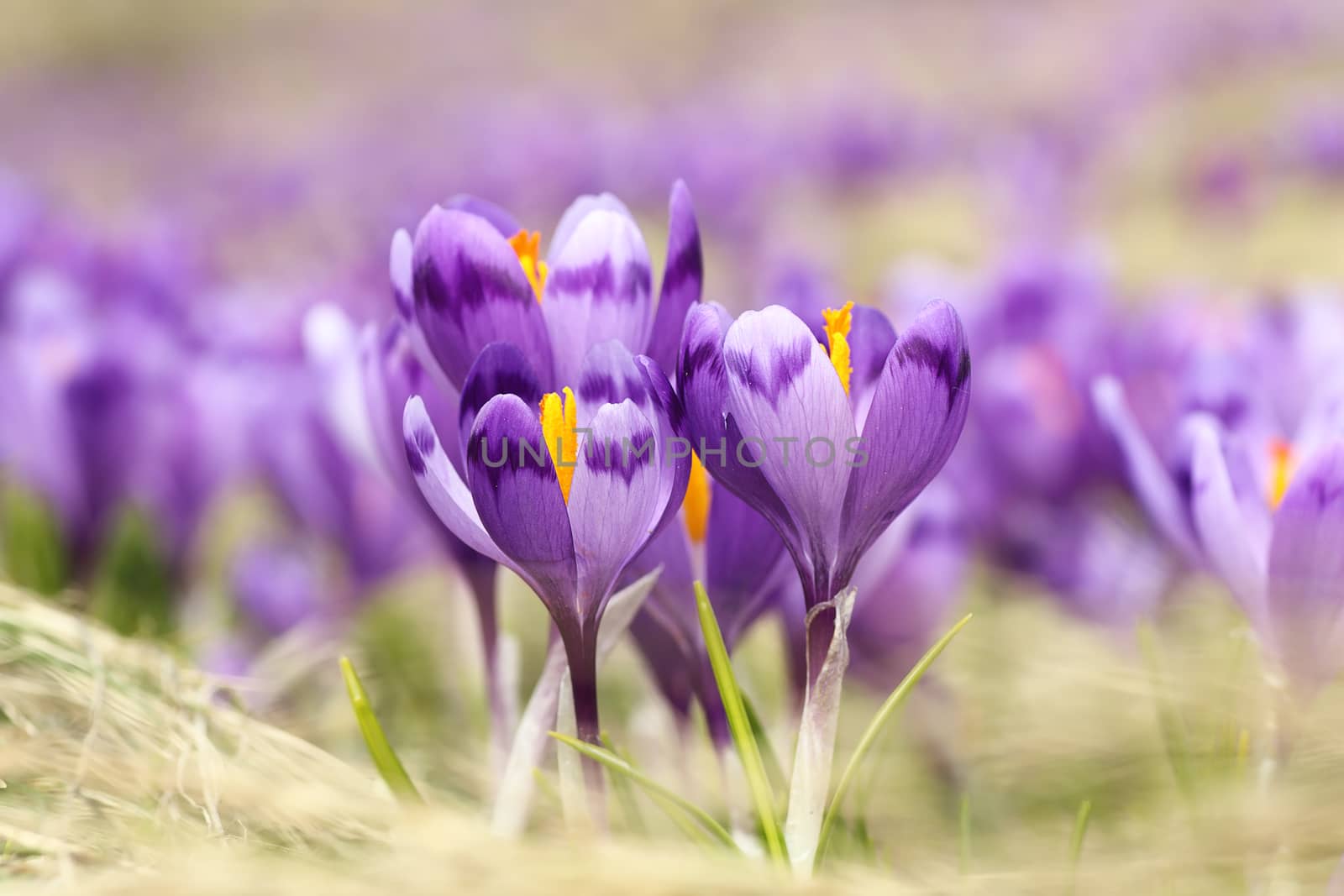closeup of wild saffron flowers ( Crocus sativus ) growing on mountain meadow