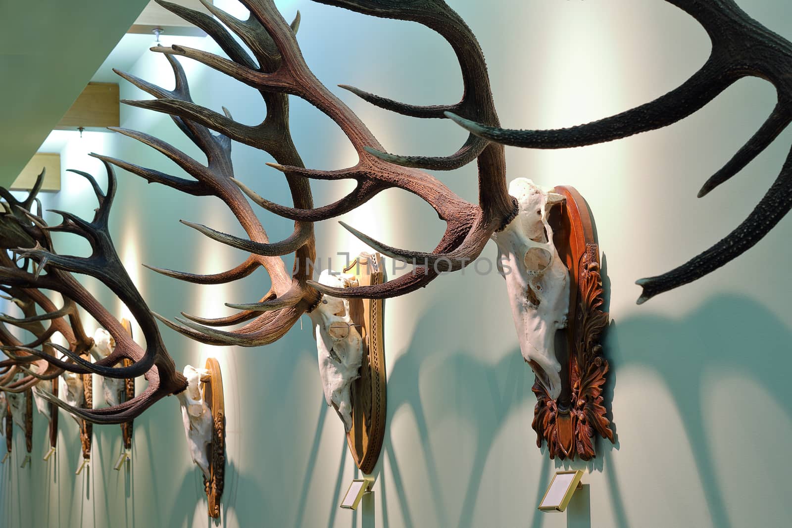 collection of wall mounted red deer hunting trophies ( Cervus elaphus )