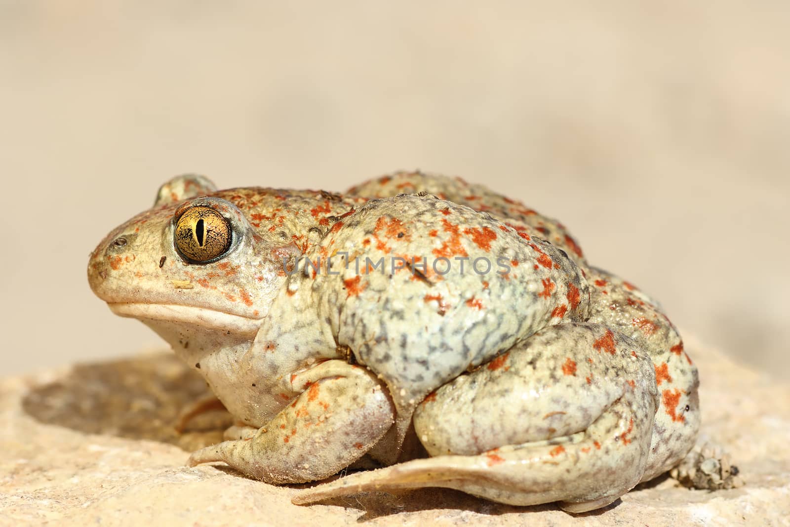 colorful garlic toad standing on the ground ( Pelobates fuscus )
