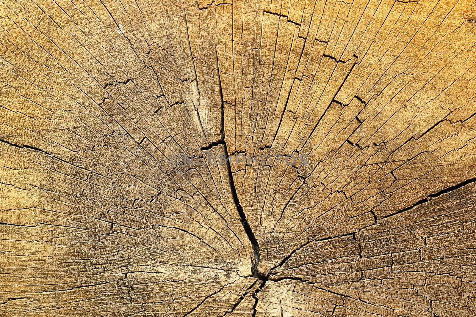 cracks on spruce wood by taviphoto