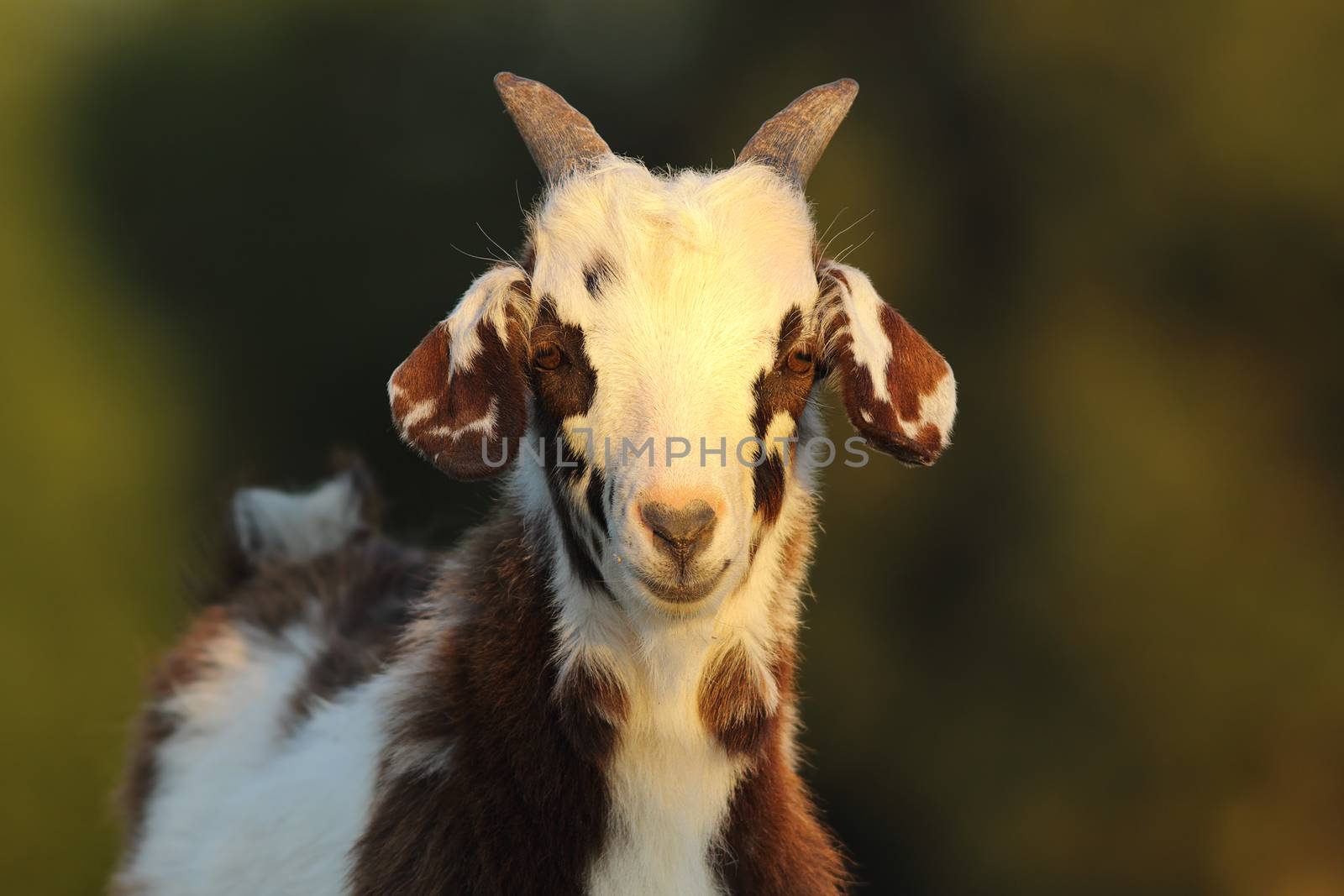 cute mottled goat kid, curious young animal looking at the camera