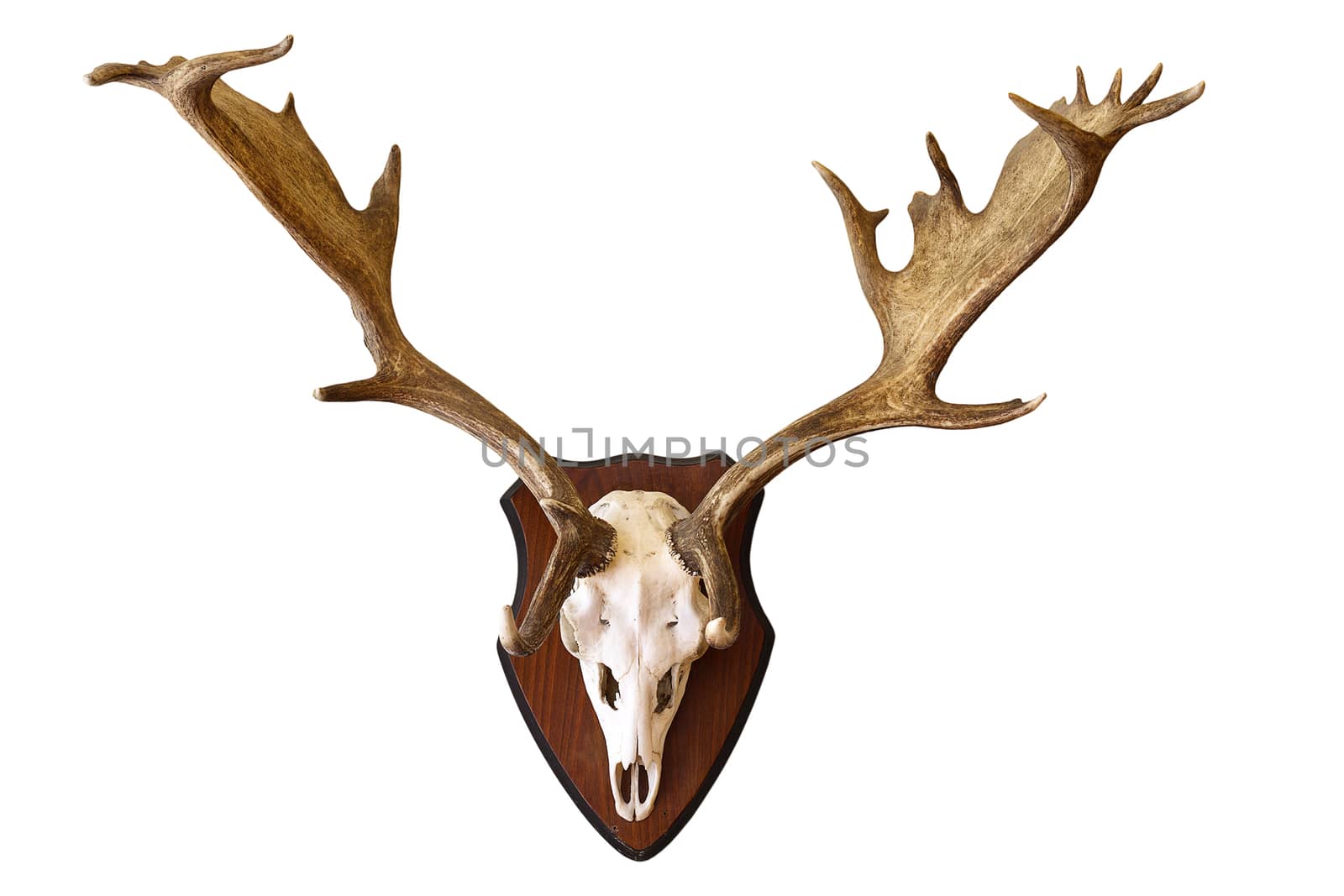 fallow deer stag isolated hunting trophy, large male Dama on white background, beautiful antlers