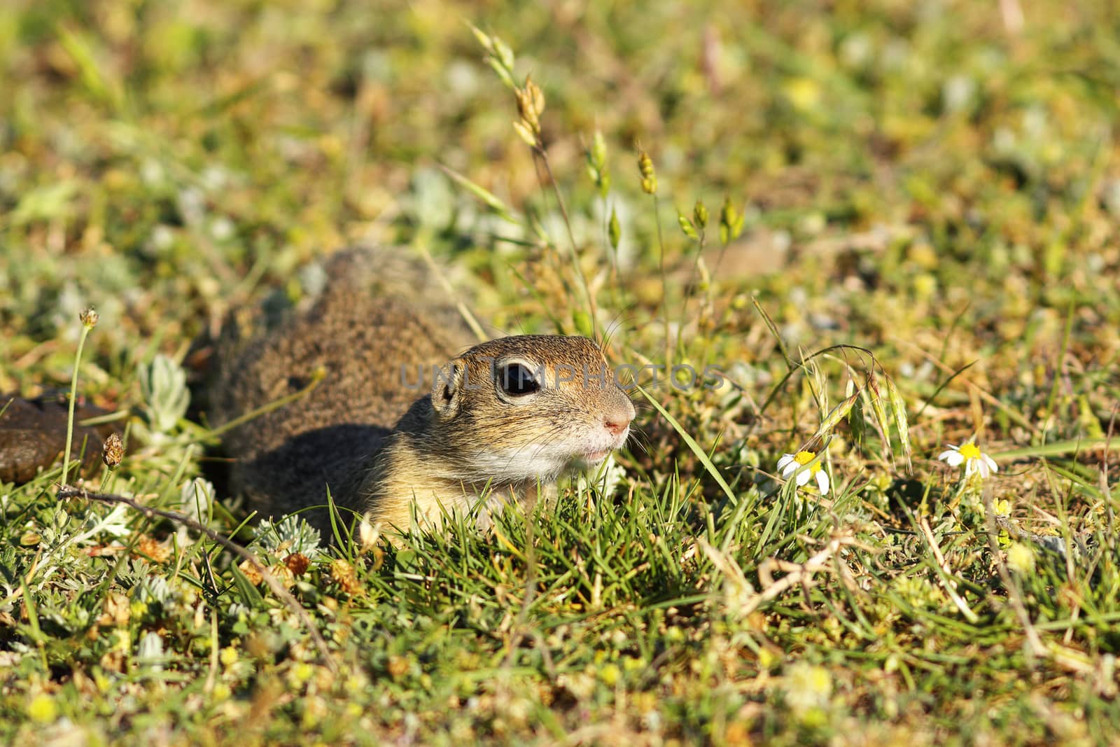 cute european ground squirrel in natural habitat, closeup oj juvenile animal ( Spermophilus citellus )