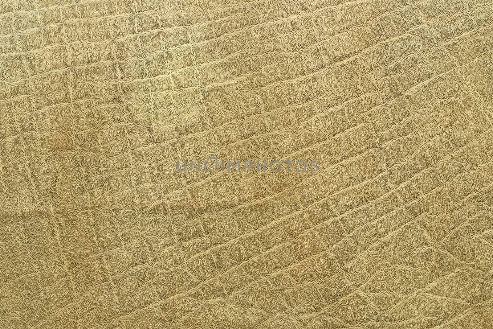detail of elephant pelt by taviphoto
