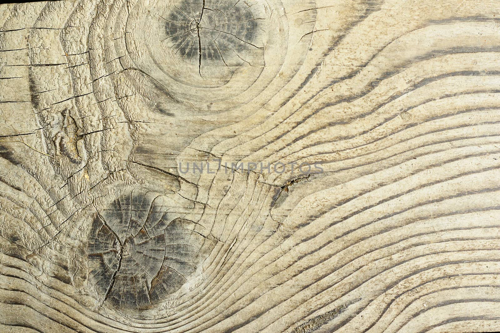 detailed surface of fir plank by taviphoto