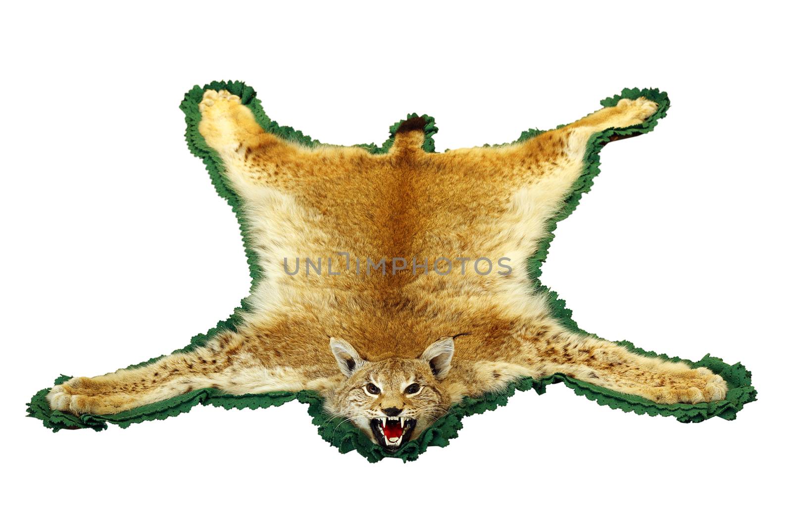 eurasian lynx hunting trophy isolated over white background