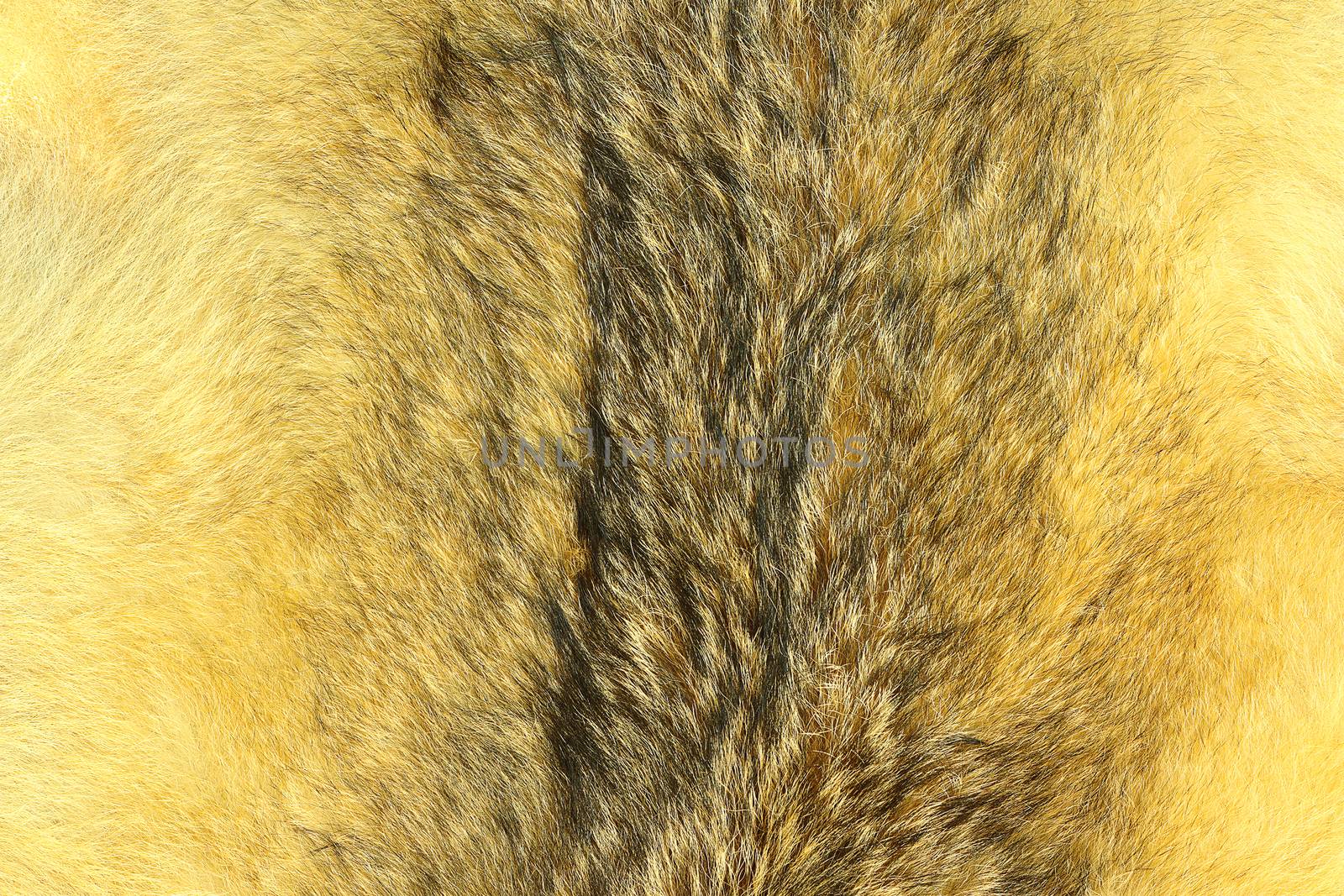 eurasian lynx fur, animal pelt  texture for your design