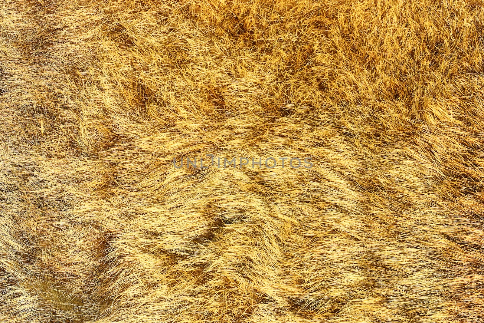 european lynx real pelt, texture of big cat leather
