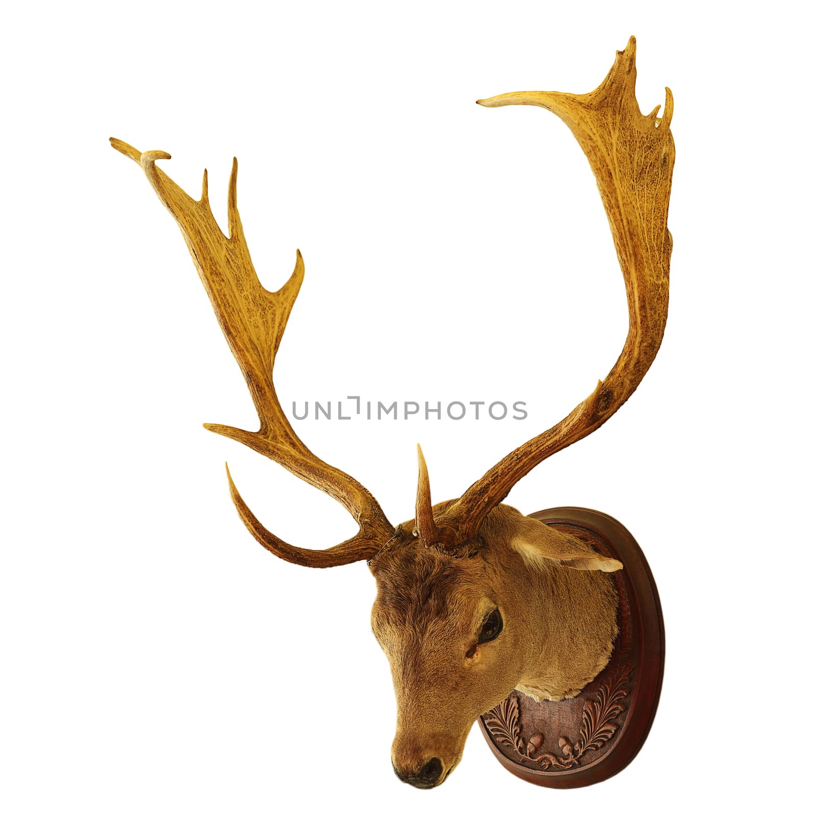fallow deer buck hunting trophy isolated over white background ( Dama )