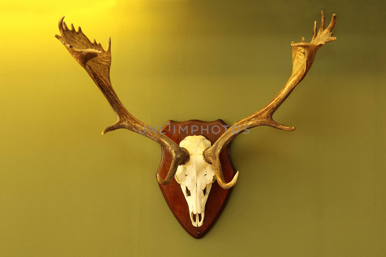 fallow deer trophy mounted on wall by taviphoto