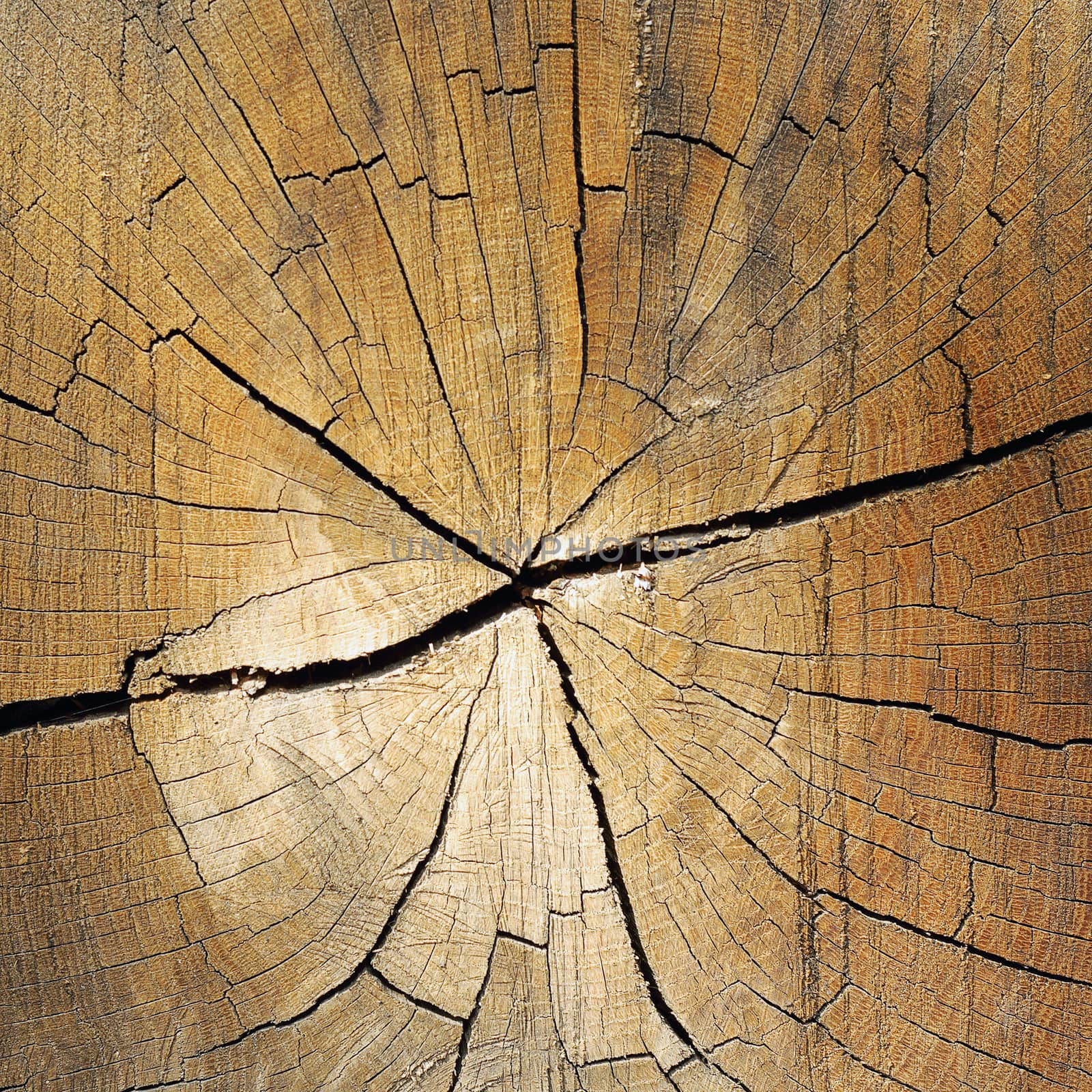 fir heart wood texture by taviphoto