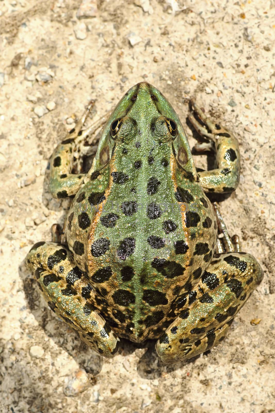 full length image of colorful marsh frog by taviphoto