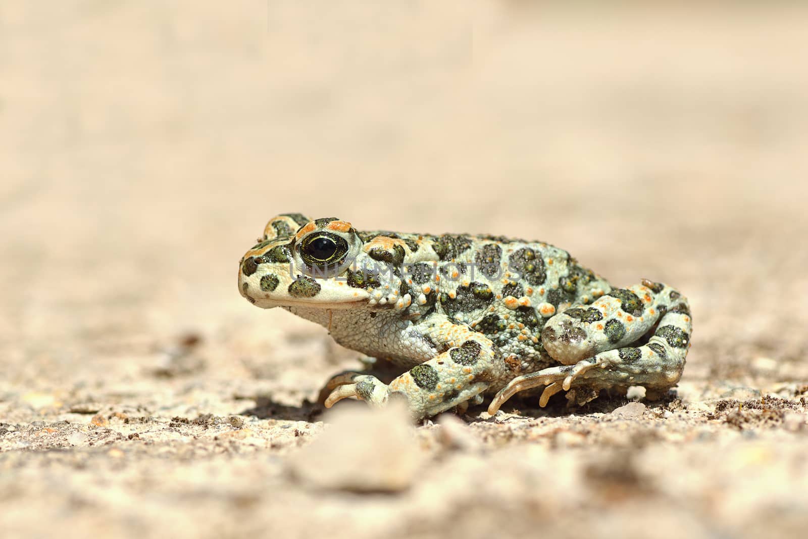 full length image of european green toad ( Bufotes viridis )