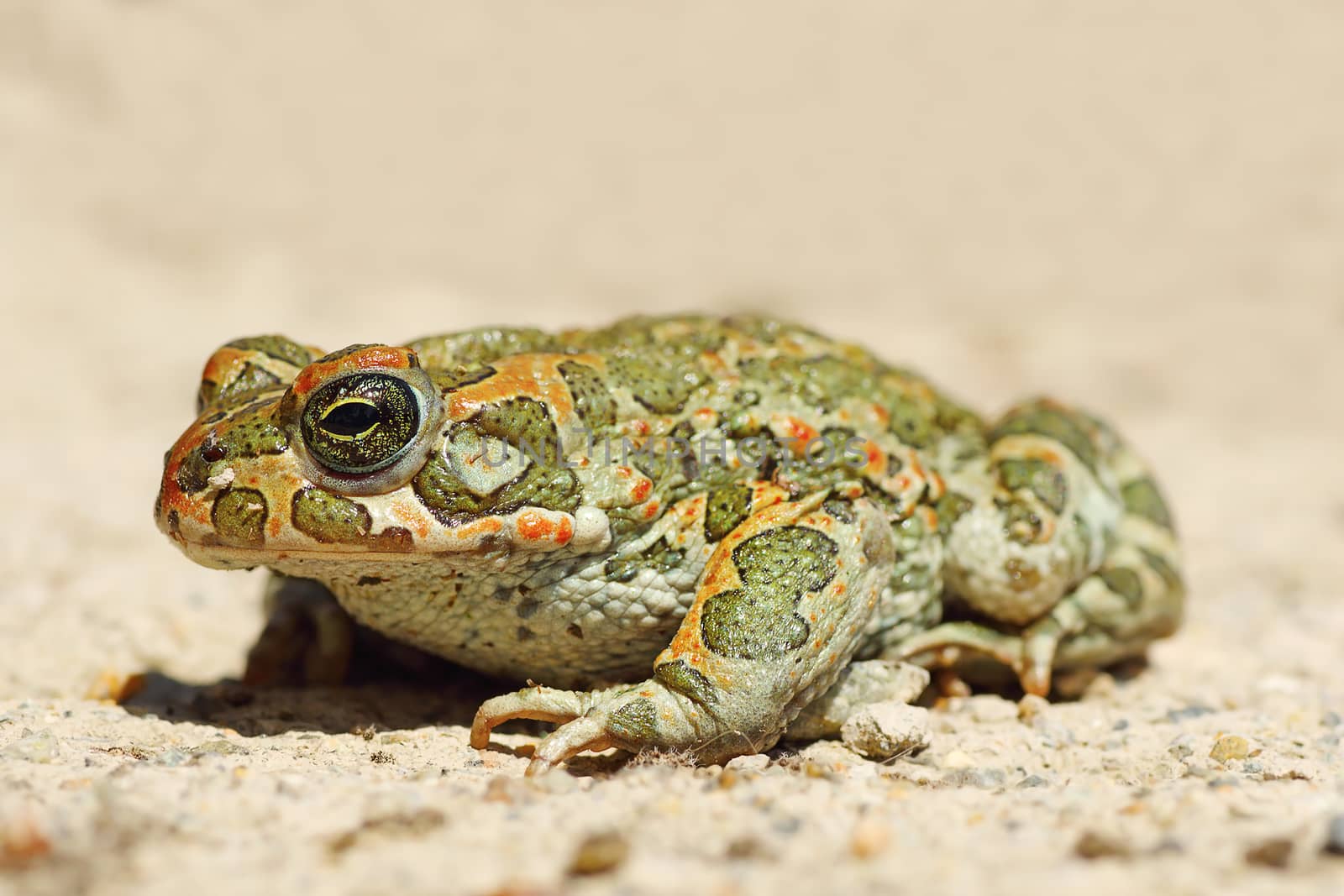 full length image of young green common toad ( Bufotes viridis )