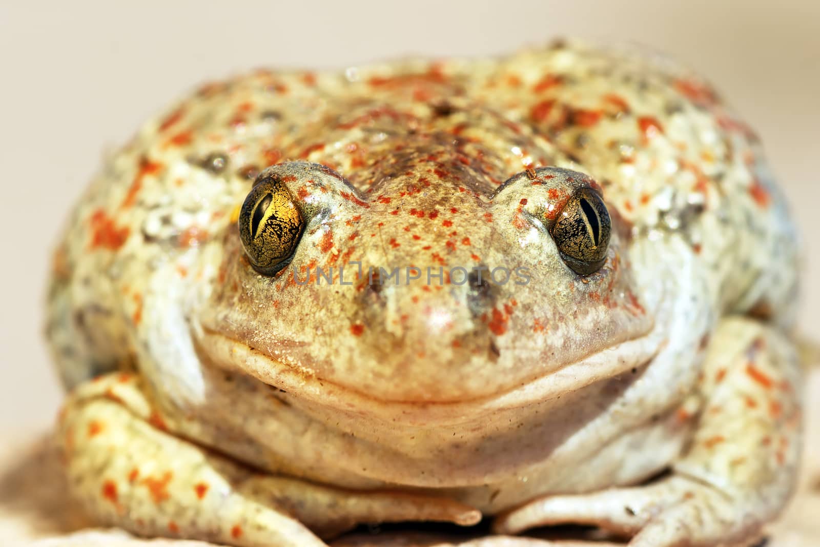 garlic toad beautiful portrait, wild animal looking at the camera ( Pelobates fuscus, common spadefoot toad )