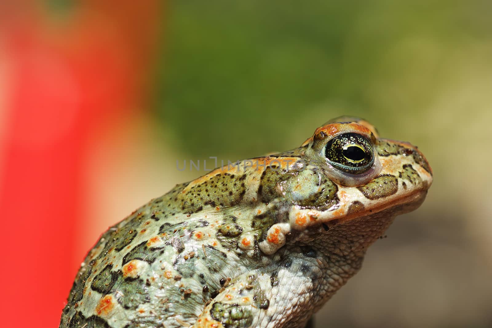 colorful green european toad closeup ( Bufotes viridis )