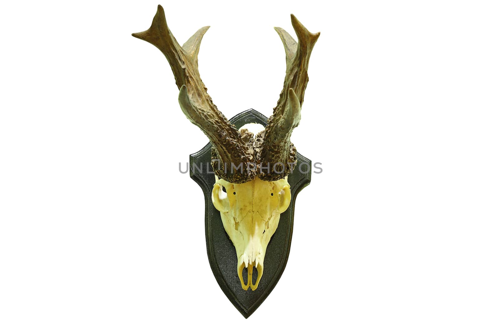 huge roebuck hunting trophy isolated over white background ( roe deer, male Capreolus )