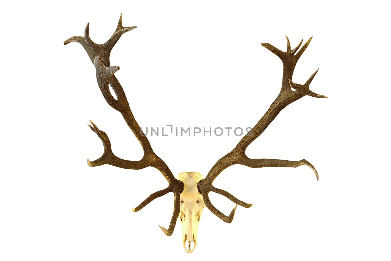 huge red deer buck hunting trophy, isolation of skull with large antlers over white background ( Cervus elaphus )