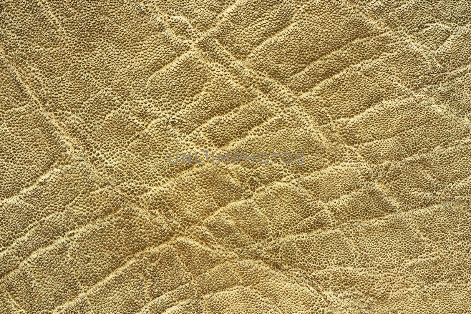 interesting textured elephant skin by taviphoto