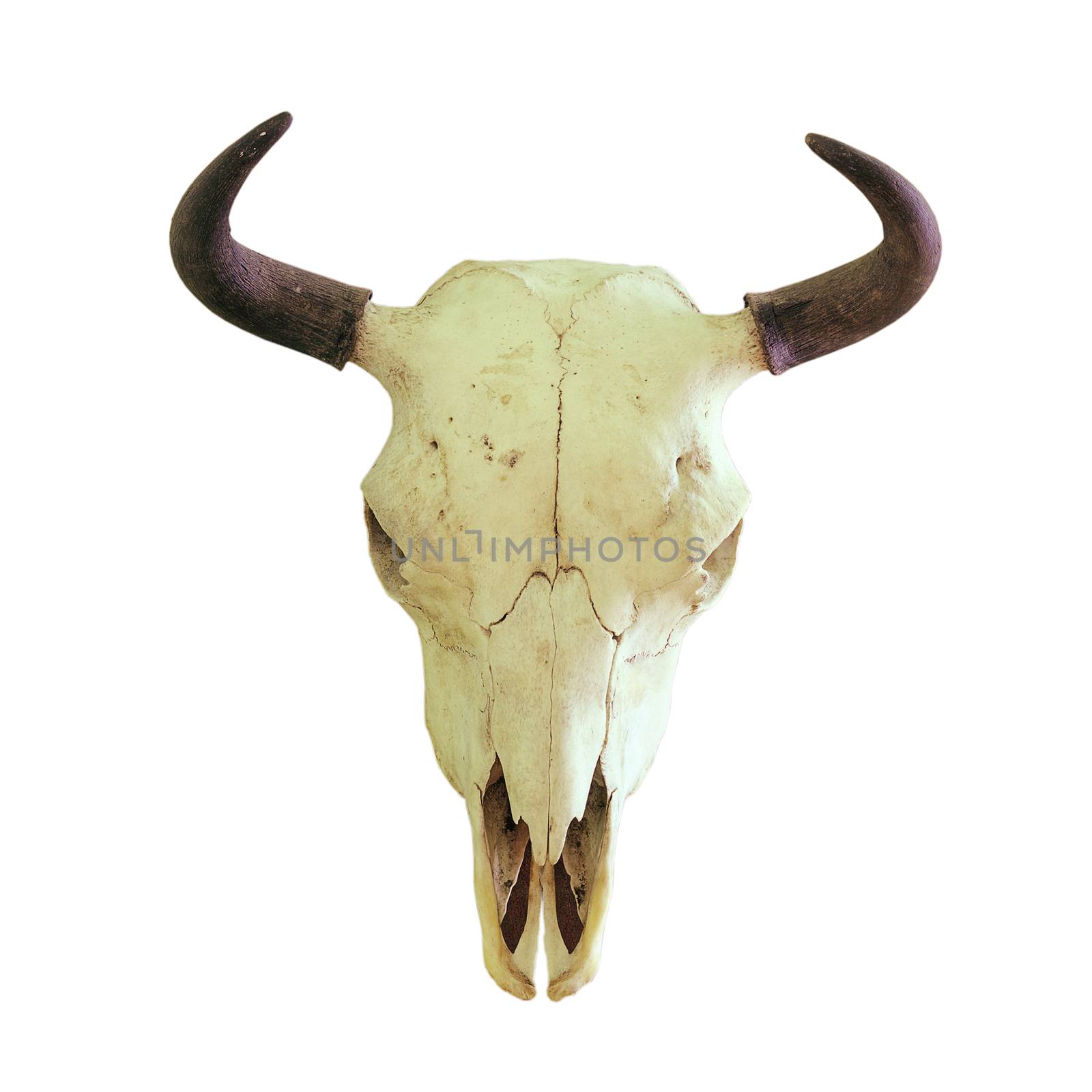 isolated skull of european bison by taviphoto