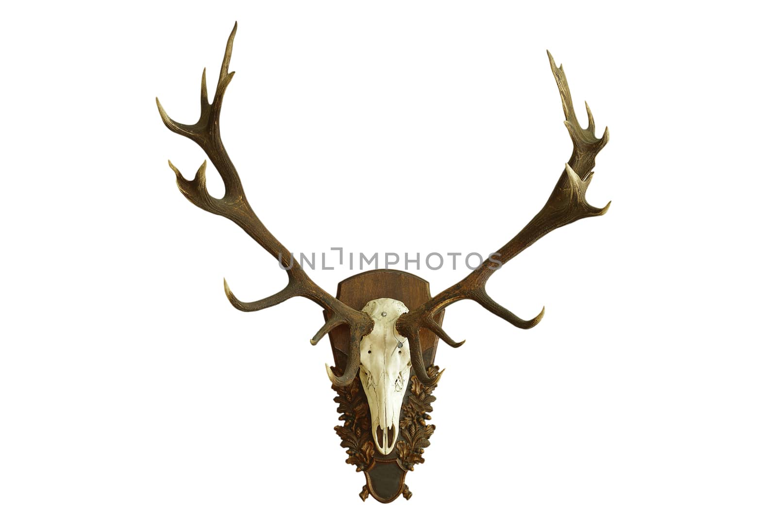 large beautiful red deer skull over white by taviphoto